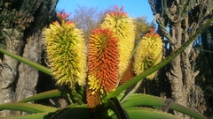 Aloe helenae