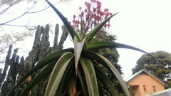 Aloe vaombe