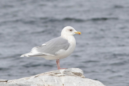 Iceland Gull