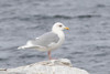 Iceland Gull - Photo (c) David McCorquodale, some rights reserved (CC BY-NC), uploaded by David McCorquodale