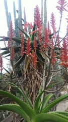Aloe vaombe