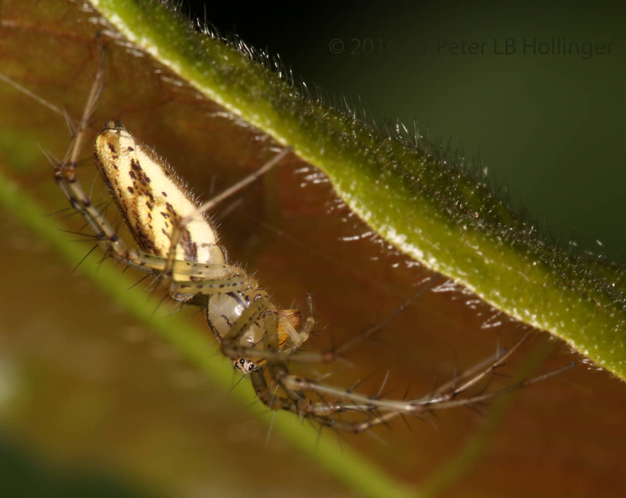 Peucetia rubrolineata image