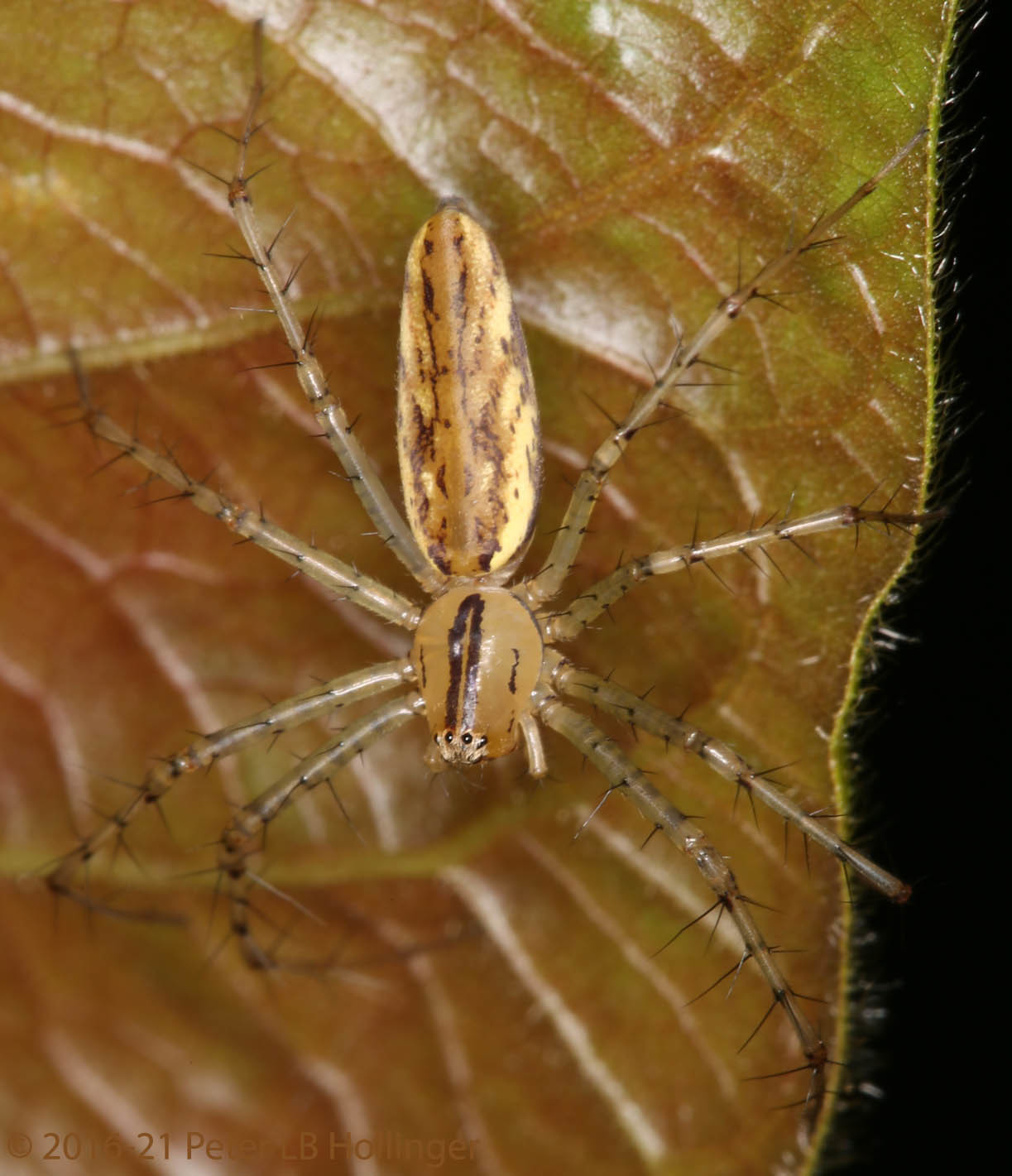 Peucetia rubrolineata image