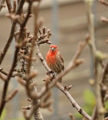 Haemorhous mexicanus