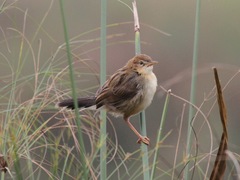 Cisticola carruthersi
