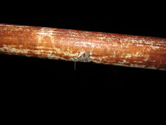Eucereon myrina