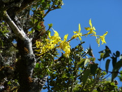 Cyrtochilum pardinum
