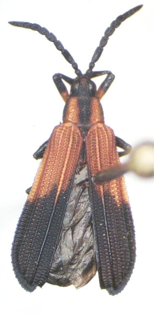 Platocthispa championi