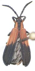 Platocthispa championi