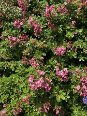 Escallonia rubra macrantha