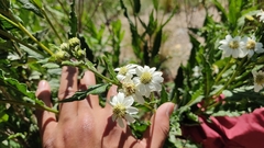 Verbesina boliviana