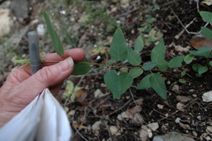 Desmodium psilophyllum