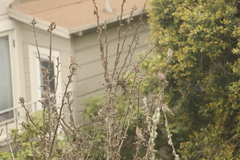 Haemorhous mexicanus