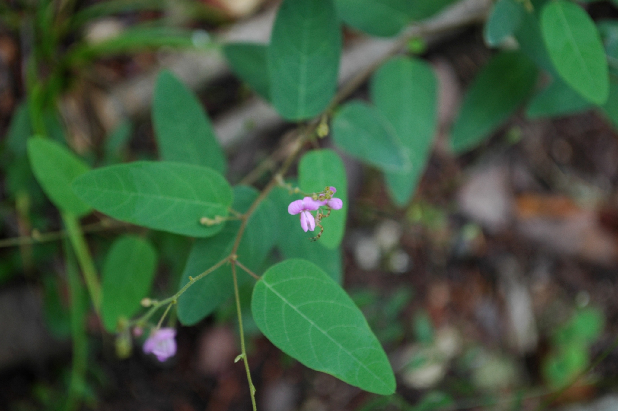 Desmodium psilophyllum