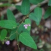 Simpleleaf Ticktrefoil - Photo (c) nancyed, some rights reserved (CC BY-NC-ND), uploaded by nancyed