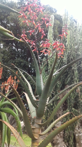 Aloe divaricata
