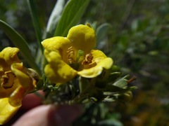 Columellia oblonga