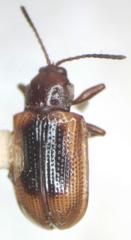 Prosopodonta dorsata