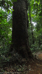 Vochysiaceae