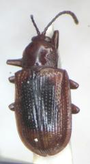 Prosopodonta dorsata