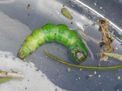 Dichromodes mesogonia