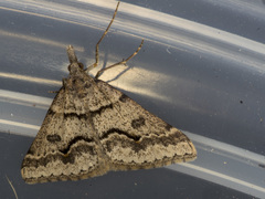 Dichromodes mesogonia
