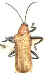 Sceloenopla ferox