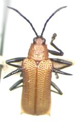Sceloenopla ferox