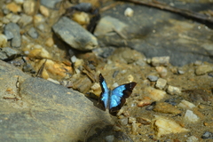 Lymanopoda caeruleata