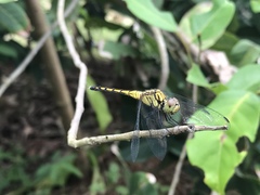 Indothemis carnatica