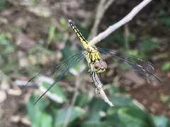 Indothemis carnatica