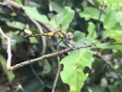 Indothemis carnatica