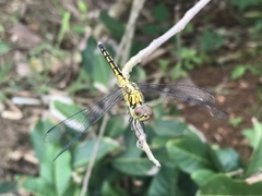 Indothemis carnatica