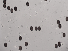 Britzelmayria multipedata