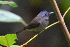 Black-Naped Monarch photo 4