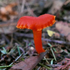 Hygrocybe moseri