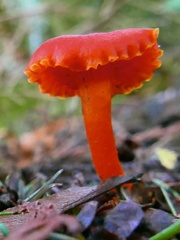 Hygrocybe moseri
