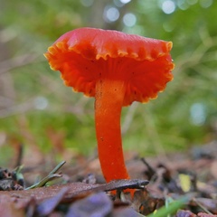 Hygrocybe moseri