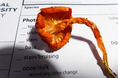 Hygrocybe moseri