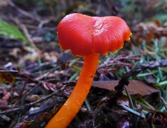 Hygrocybe moseri