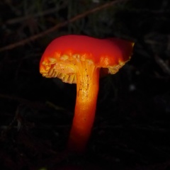 Hygrocybe moseri