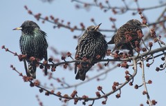 Sturnus vulgaris