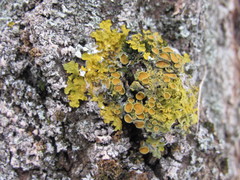 Xanthoria parietina