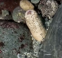 Themiste pyroides