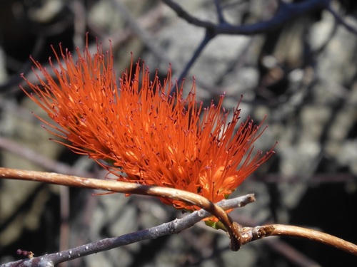 Combretum coccineum