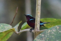 Leptocoma brasiliana