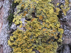 Xanthoria parietina
