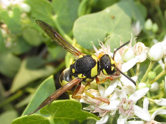 Euodynerus fastidiosus