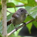 Brown Fulvetta - Photo (c) Tan Kok Hui, some rights reserved (CC BY-NC), uploaded by Tan Kok Hui