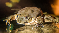 Lake Titicaca Frog photo 3